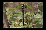 Cordulegaster trinacriae, thumbnail 11 / 20