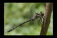 Cordulegaster trinacriae, thumbnail 17 / 20