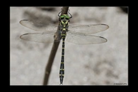 Cordulegaster trinacriae, thumbnail 20 / 20