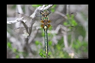 Cordulia aenea, thumbnail 1 / 20