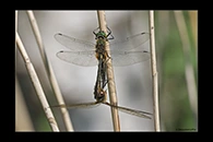 Cordulia aenea, thumbnail 3 / 20