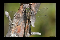 Cordulia aenea, thumbnail 6 / 20