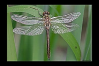 Cordulia aenea, thumbnail 7 / 20