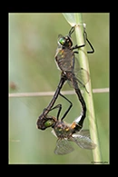 Cordulia aenea, thumbnail 8 / 20