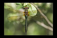 Cordulia aenea, thumbnail 10 / 20