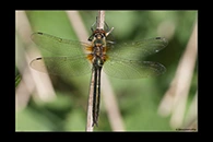 Cordulia aenea, thumbnail 11 / 20