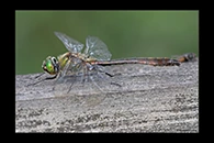 Cordulia aenea, thumbnail 13 / 20