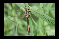 Cordulia aenea, thumbnail 17 / 20