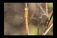 Crocothemis erythraea, thumbnail 1 / 20