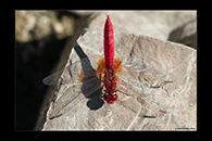 Crocothemis erythraea, thumbnail 3 / 20