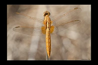 Crocothemis erythraea, thumbnail 5 / 20