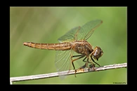Crocothemis erythraea, thumbnail 6 / 20
