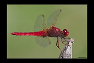 Crocothemis erythraea, thumbnail 7 / 20