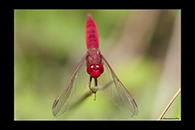 Crocothemis erythraea, thumbnail 8 / 20