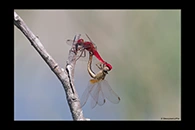 Crocothemis erythraea, thumbnail 11 / 20