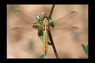 Crocothemis erythraea, thumbnail 13 / 20