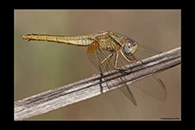 Crocothemis erythraea, thumbnail 15 / 20