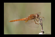 Crocothemis erythraea, thumbnail 16 / 20