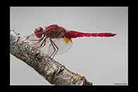 Crocothemis erythraea, thumbnail 17 / 20