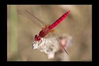 Crocothemis erythraea, thumbnail 18 / 20