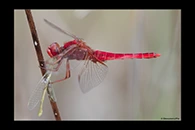 Crocothemis erythraea, thumbnail 20 / 20