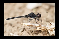 Diplacodes lefebvrii, thumbnail 3 / 20