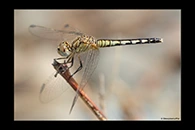 Diplacodes lefebvrii, thumbnail 4 / 20