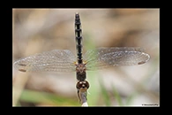 Diplacodes lefebvrii, thumbnail 6 / 20