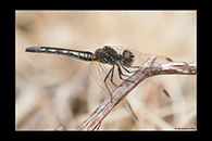 Diplacodes lefebvrii, thumbnail 7 / 20