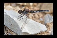 Diplacodes lefebvrii, thumbnail 9 / 20
