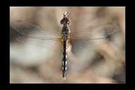Diplacodes lefebvrii, thumbnail 11 / 20