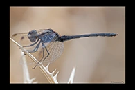 Diplacodes lefebvrii, thumbnail 12 / 20