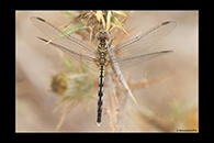 Diplacodes lefebvrii, thumbnail 14 / 20