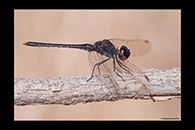 Diplacodes lefebvrii, thumbnail 17 / 20