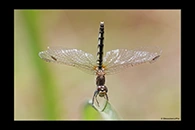 Diplacodes lefebvrii, thumbnail 19 / 20