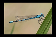 Enallagma cyathigerum, thumbnail 3 / 20
