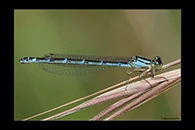 Enallagma cyathigerum, thumbnail 5 / 20