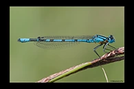 Enallagma cyathigerum, thumbnail 8 / 20