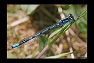 Enallagma cyathigerum, thumbnail 9 / 20