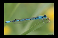 Enallagma cyathigerum, thumbnail 12 / 20