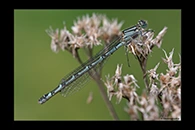 Enallagma cyathigerum, thumbnail 13 / 20
