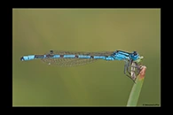 Enallagma cyathigerum, thumbnail 16 / 20
