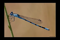 Enallagma cyathigerum, thumbnail 19 / 20