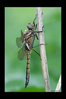 Epitheca bimaculata, thumbnail 1 / 20