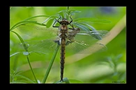 Epitheca bimaculata, thumbnail 2 / 20