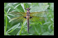 Epitheca bimaculata, thumbnail 3 / 20