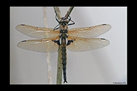 Epitheca bimaculata, thumbnail 4 / 20