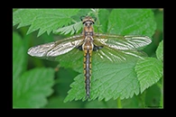 Epitheca bimaculata, thumbnail 5 / 20