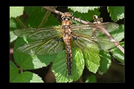 Epitheca bimaculata, thumbnail 6 / 20