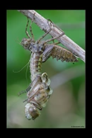 Epitheca bimaculata, thumbnail 7 / 20